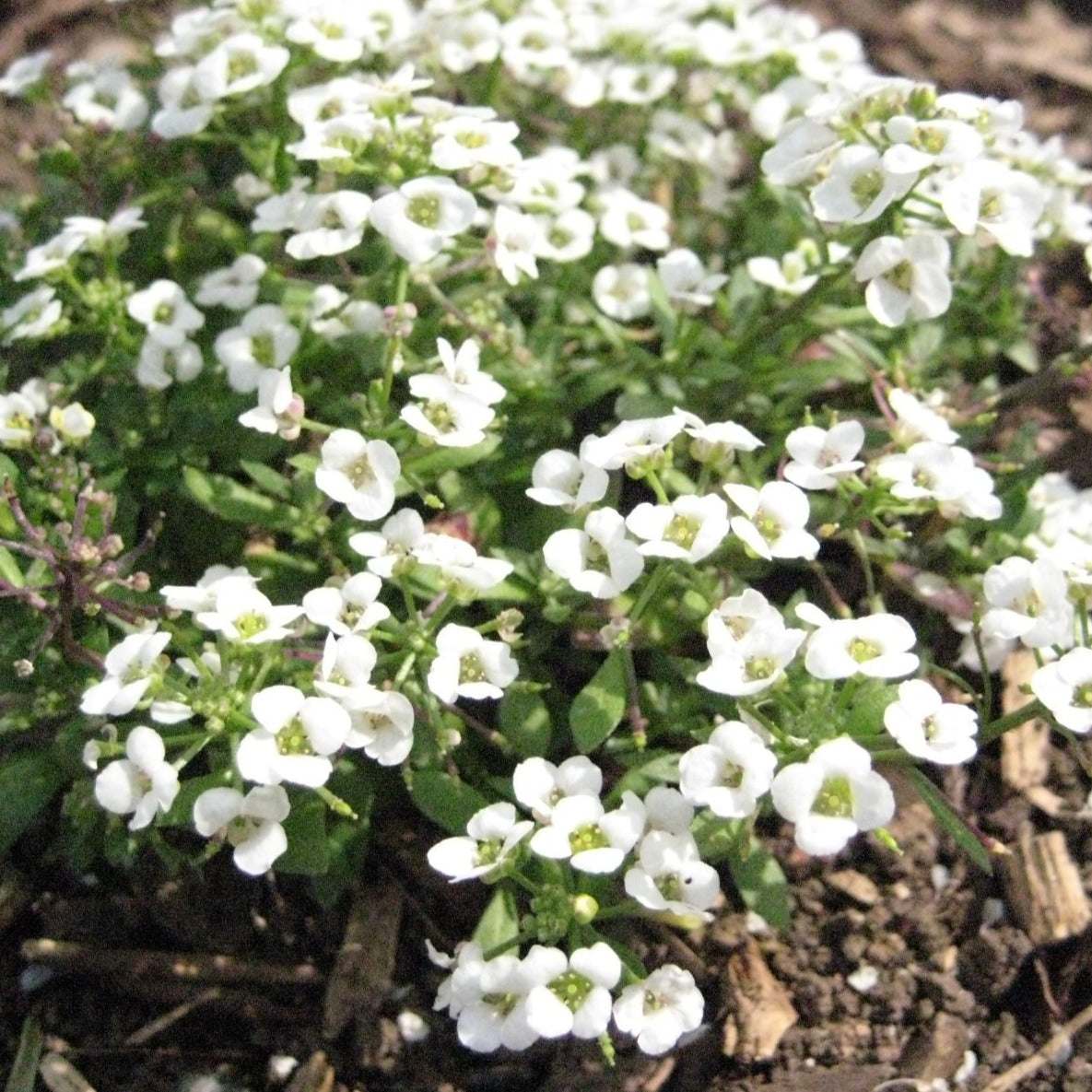 Alyssum Carpet of Snow with fragrant white flowers, ideal for borders and containers.
