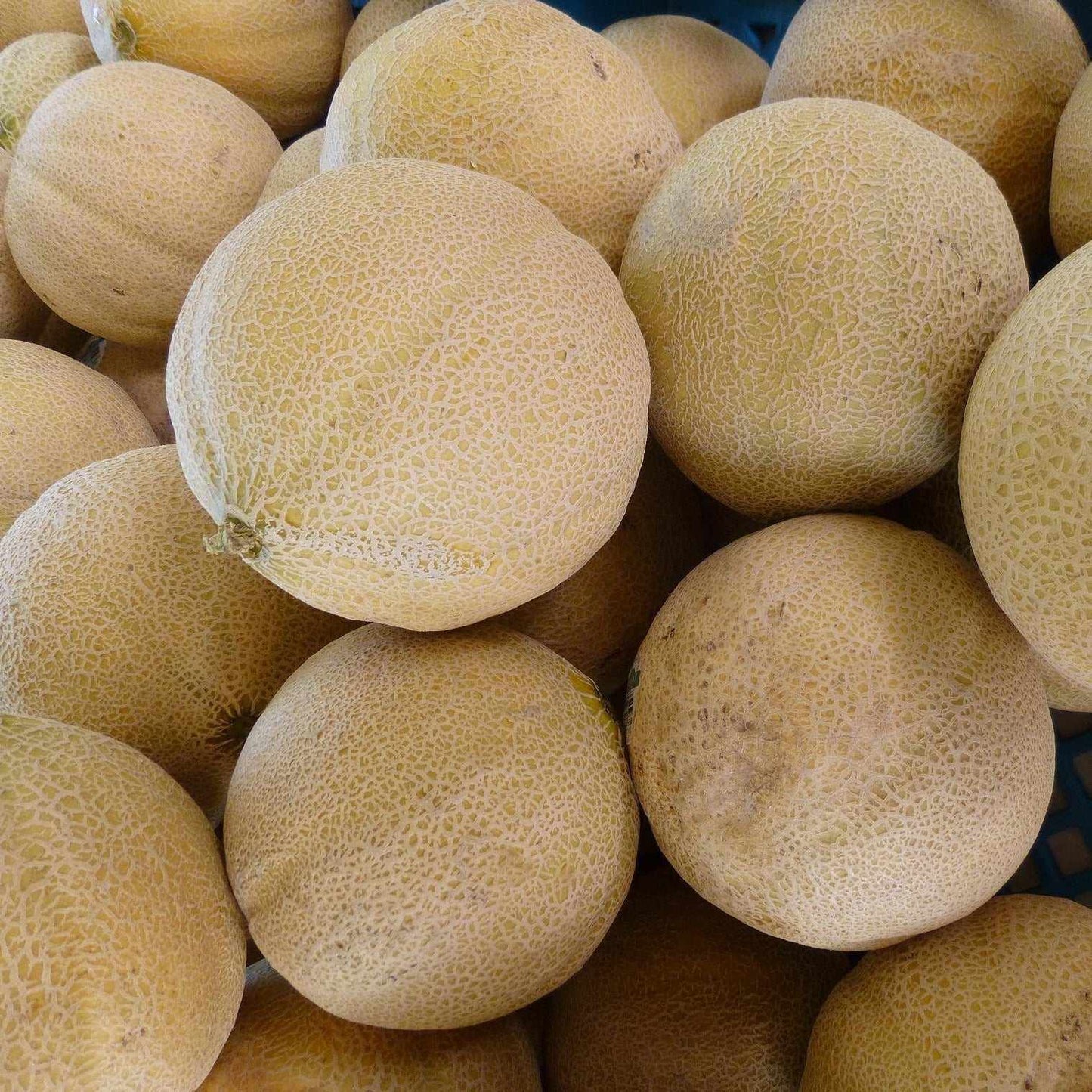 Heirloom NT Cantaloupe Heart of Gold melons with golden hue and textured rind.