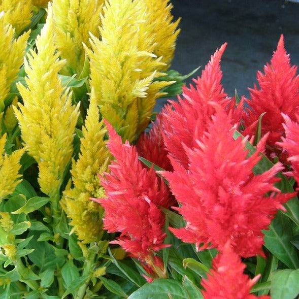 Cut Flower Garden Bundle featuring vibrant celosia blooms for bouquets and floral displays.