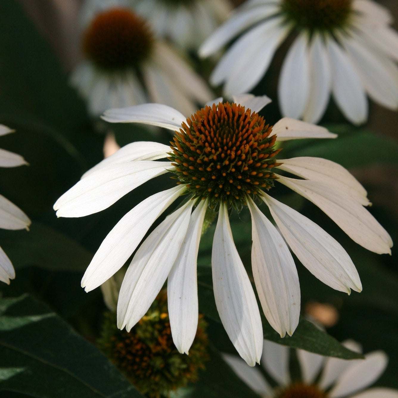 White Swan Coneflower with white petals and cone-shaped center.