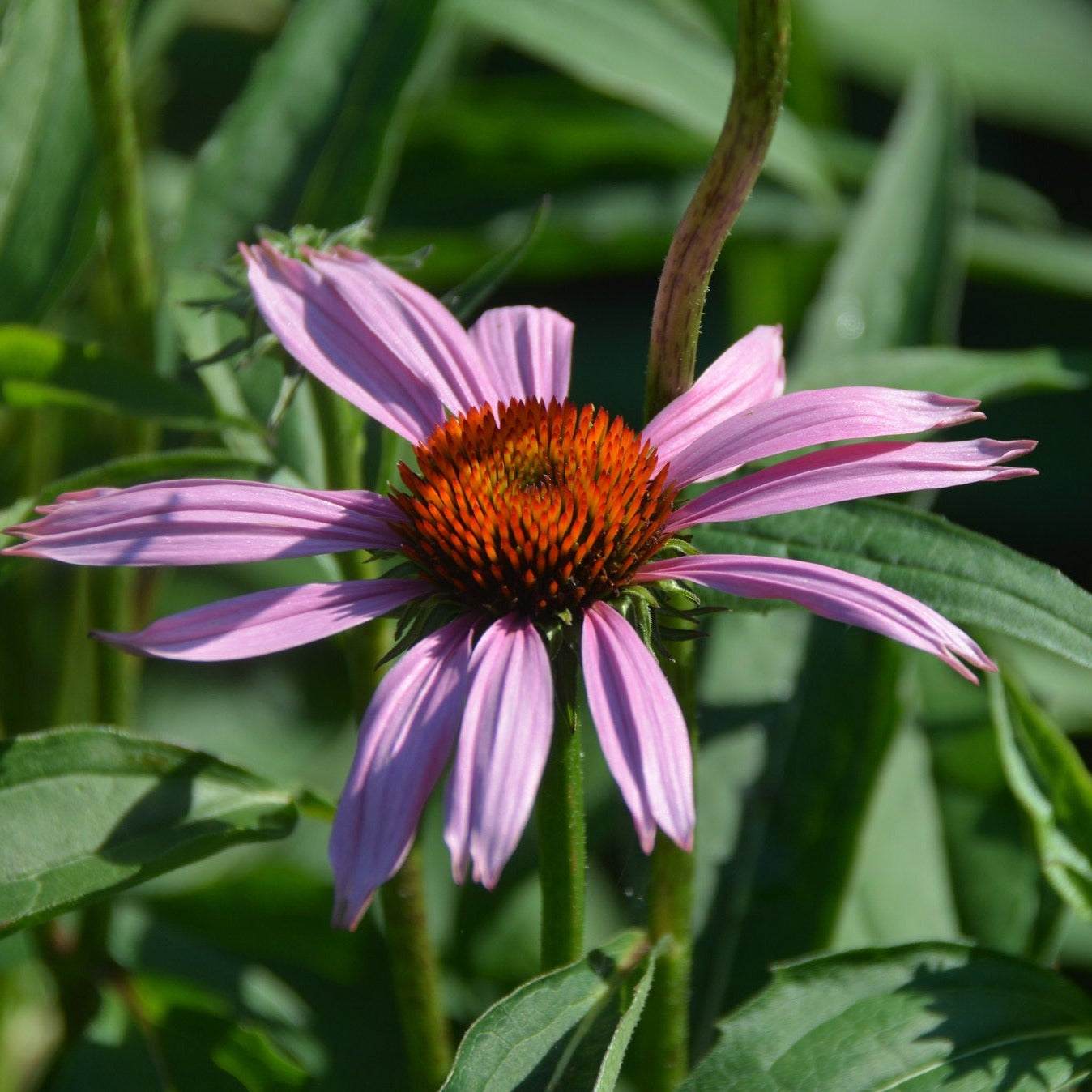 Purple Coneflower with vibrant purple petals and orange-brown cone, attracting pollinators.