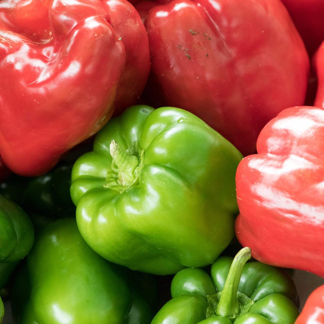 Heirloom California Wonder bell peppers, non-treated, red and green assortment.