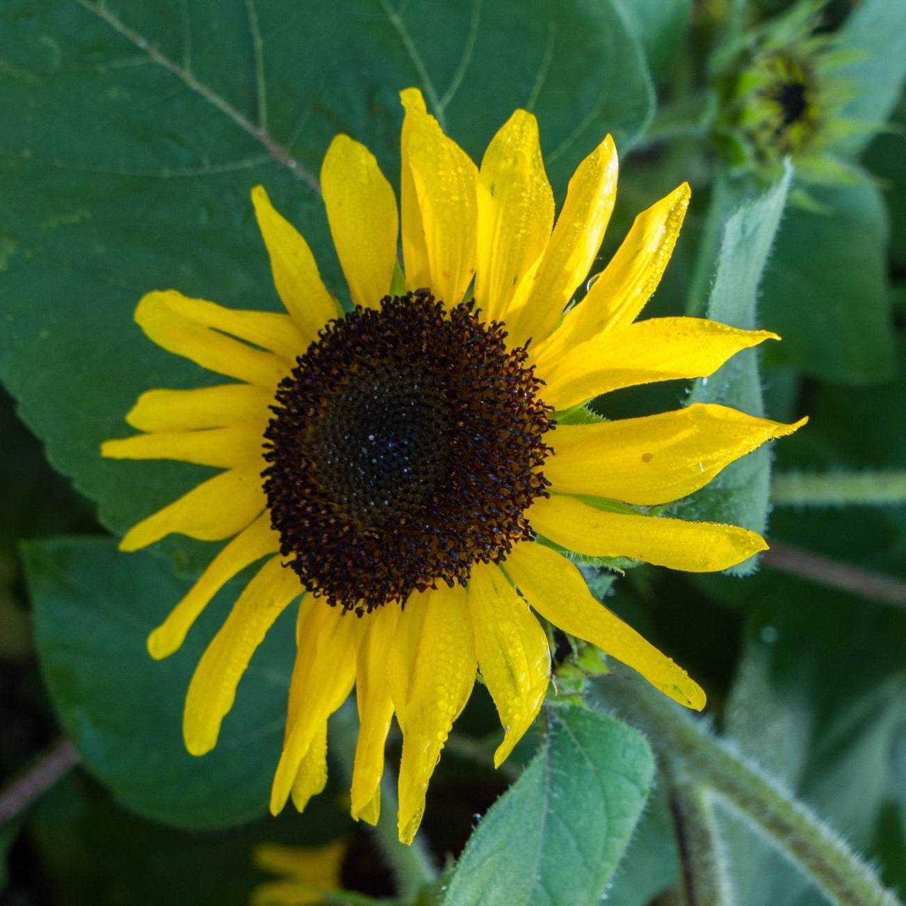 Suntastic Sunflower with vibrant golden-yellow petals and dark center.