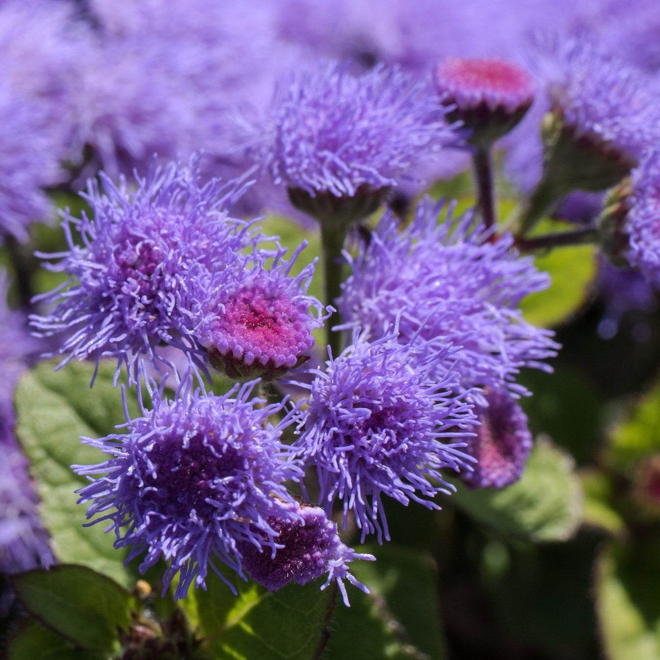 Blue Mink Ageratum with fluffy powder-blue blooms and green foliage.