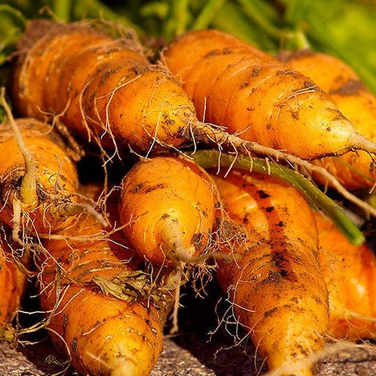 Heirloom Carrot Nantes Coreless with vibrant orange color and smooth texture.