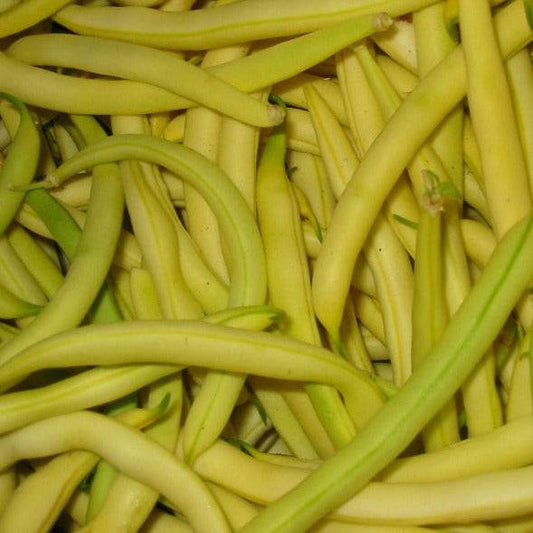 Kentucky Wonder Yellow Pole Beans with long, straight, yellow pods.