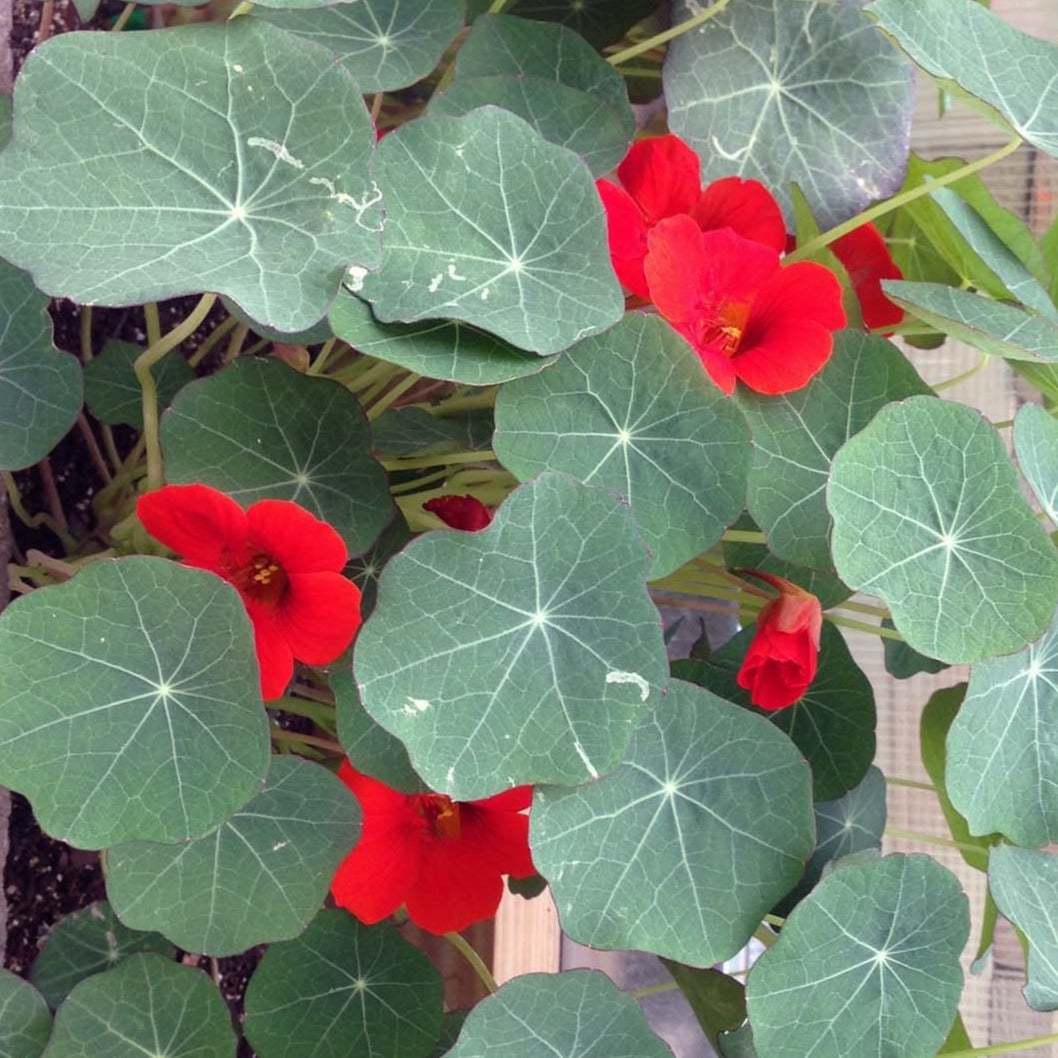 Vibrant crimson Nasturtium Empress of India flowers with lush green foliage.