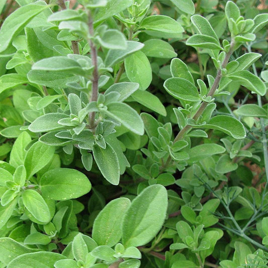 Sweet Marjoram plant with green aromatic leaves.