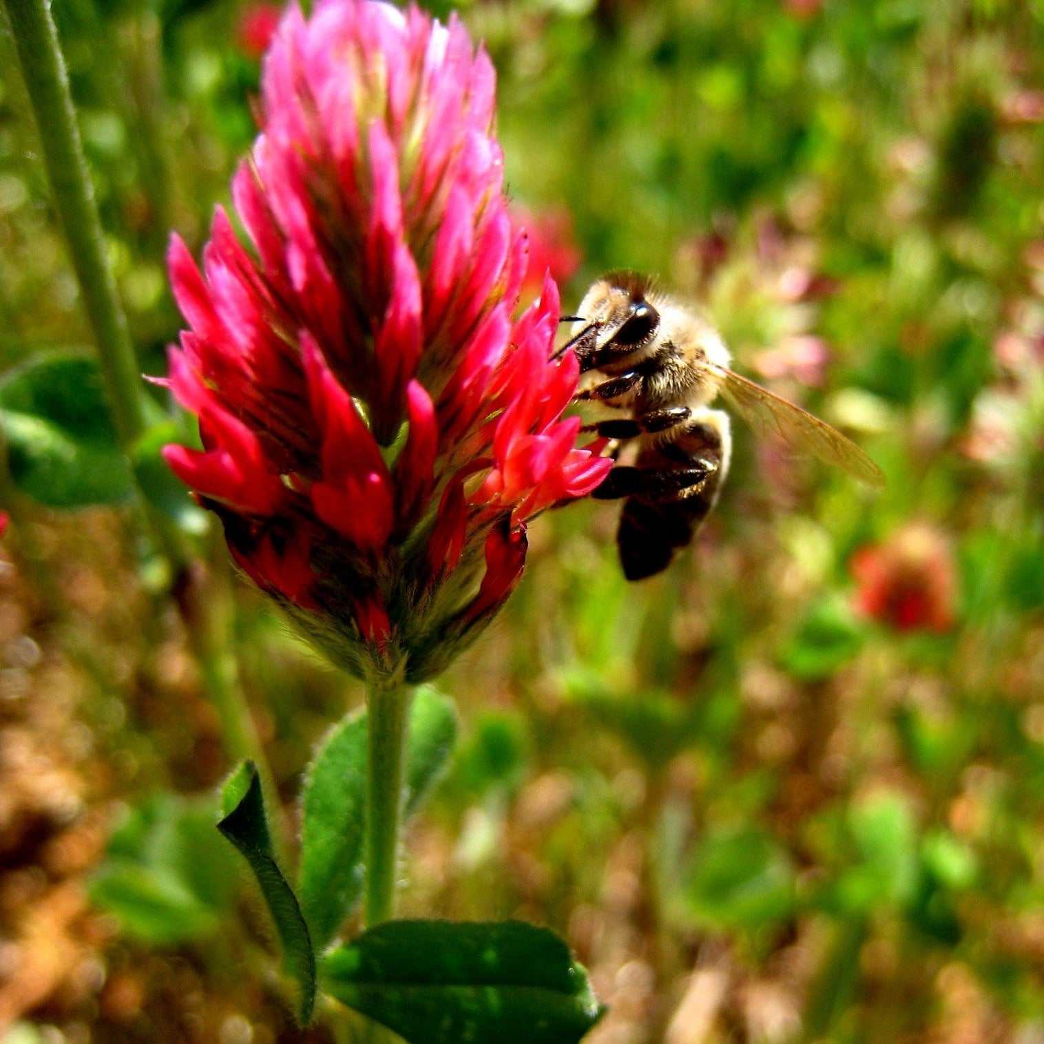 Crimson Clover flower with a bee pollinating.