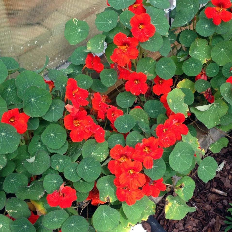 Crimson flowers of Nasturtium Empress of India blooming among lush green foliage.