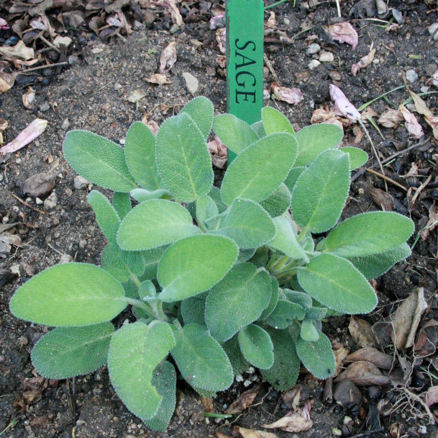 Heirloom Sage Herb plant with lush gray-green velvety leaves in a garden setting.