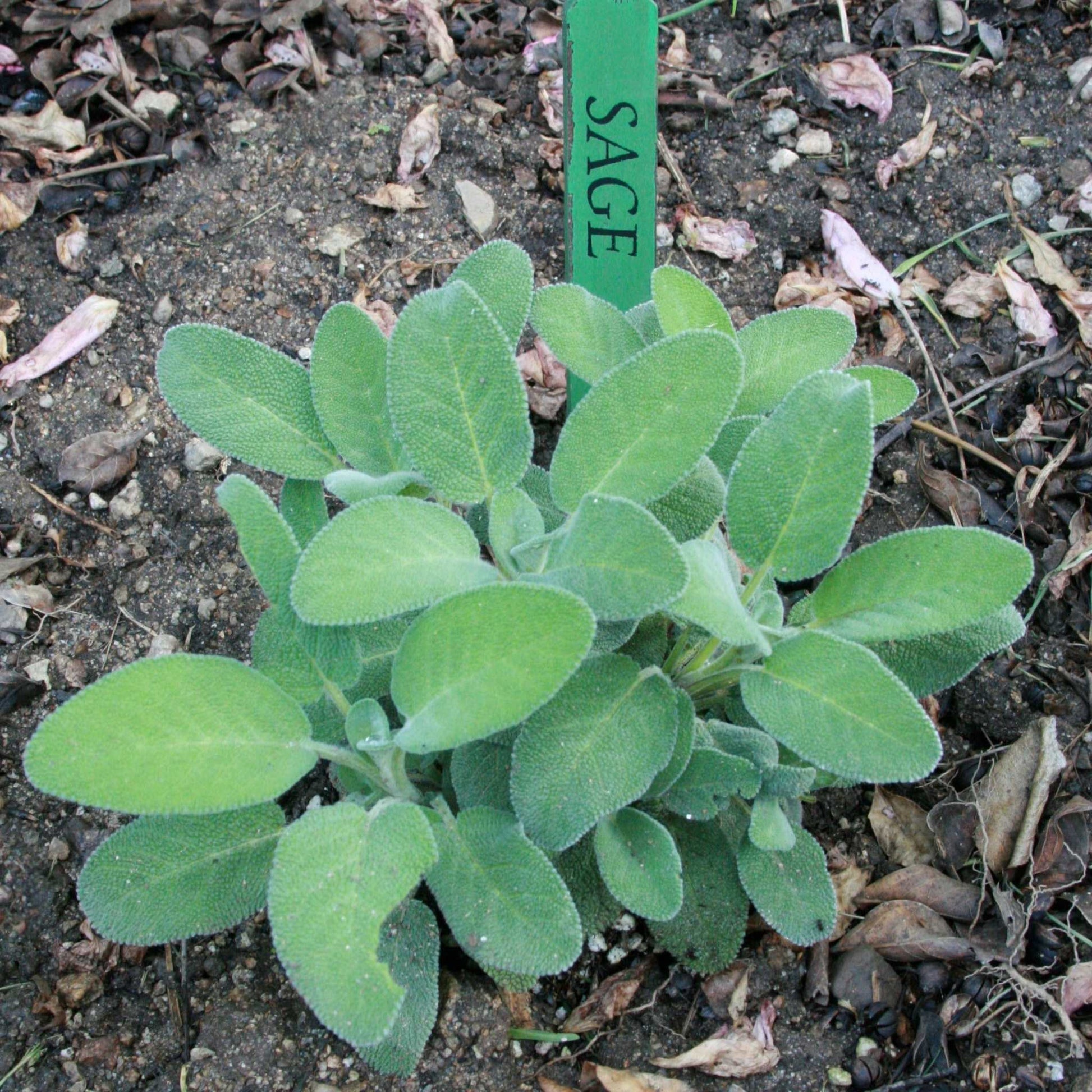 Heirloom Sage Herb plant with aromatic, velvety gray-green leaves in a garden setting.