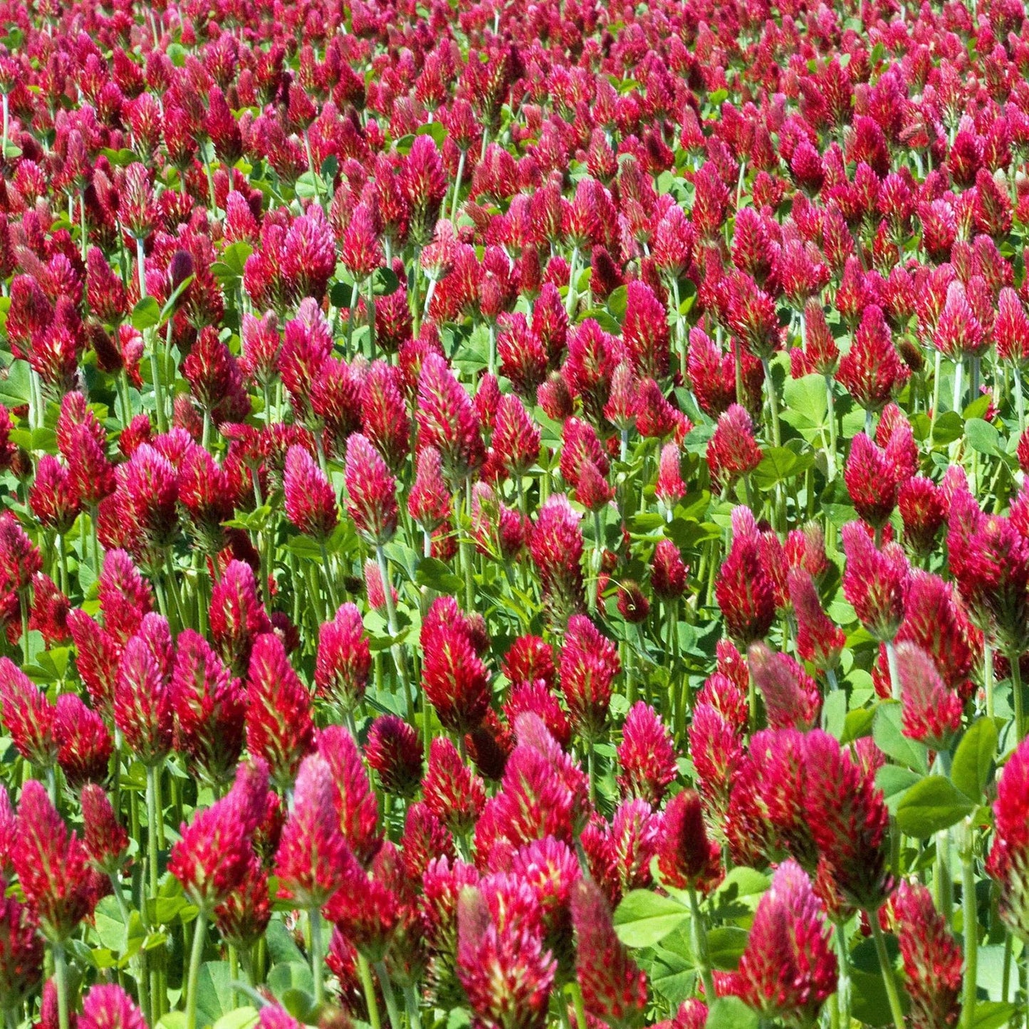 Crimson Clover field with vibrant crimson-red blossoms and lush green foliage.