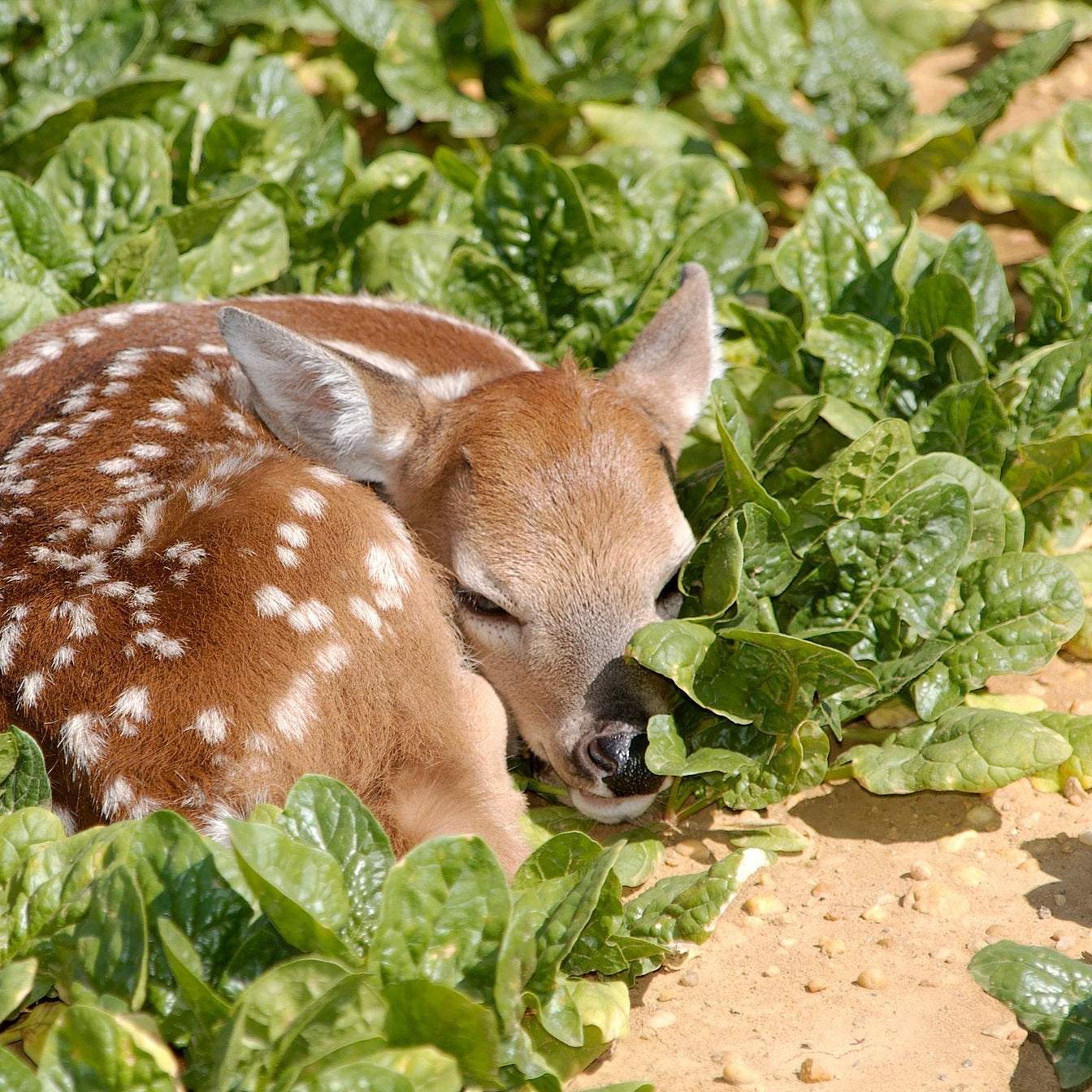 Heirloom Spinach Bloomdale with fawn resting on lush green leaves in garden.