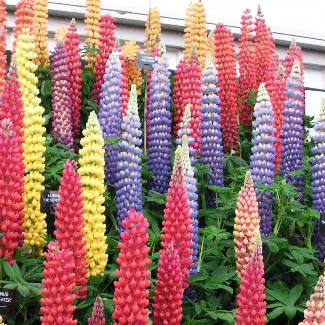 Vibrant Hybrids Mix Lupins in garden display with colorful blooms.