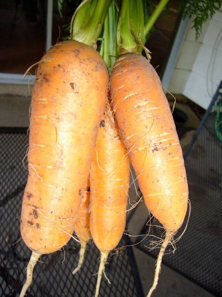 Heirloom Carrot Nantes Coreless, cylindrical vibrant orange carrots.
