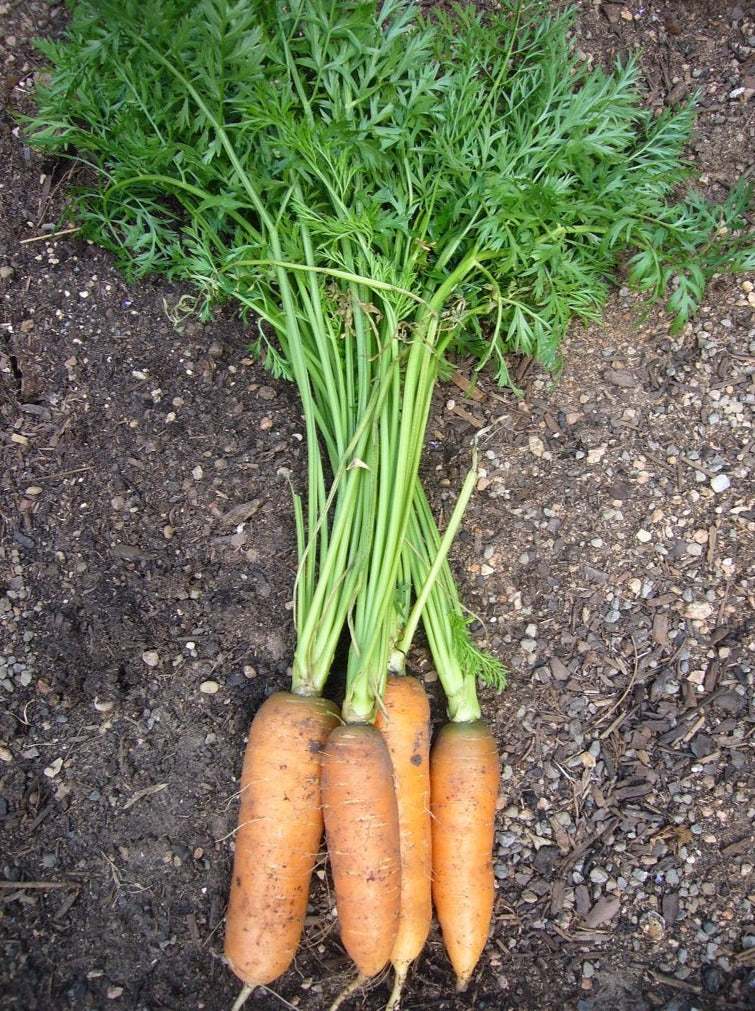 Heirloom Carrot Nantes Coreless, vibrant orange, cylindrical carrots with lush green tops, ideal for fresh eating and juicing.