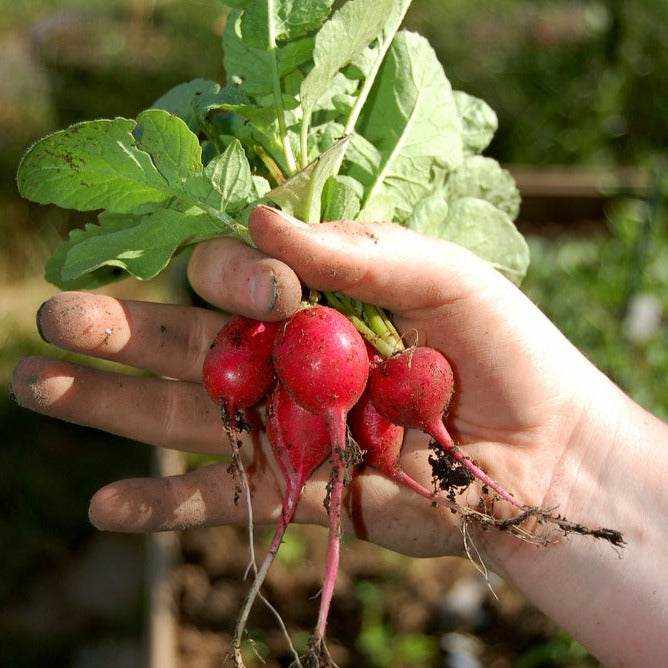 Heirloom Radish Cherry Belle held in hand, vibrant red and freshly harvested.