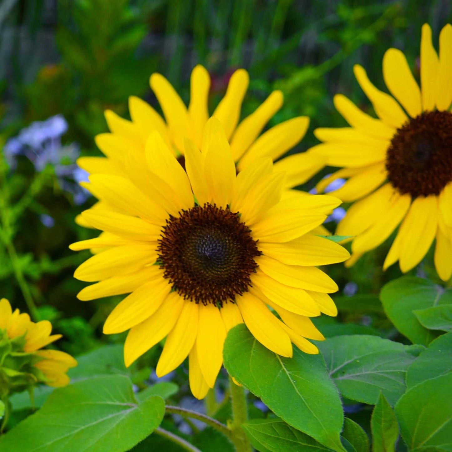 Golden Suntastic Sunflower in full bloom with vibrant yellow petals and lush green leaves.