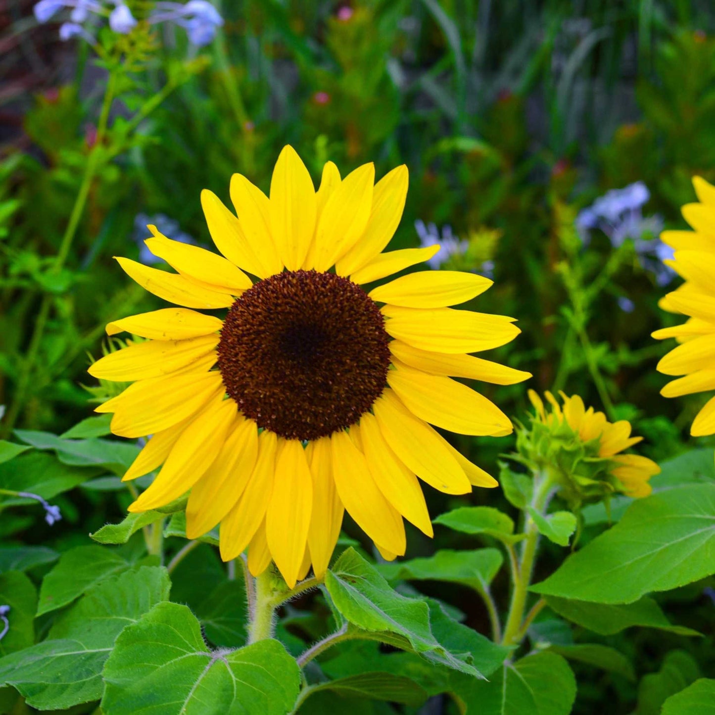 Sunflower blooming in a garden, part of the Sunflower Ultimate Collection.