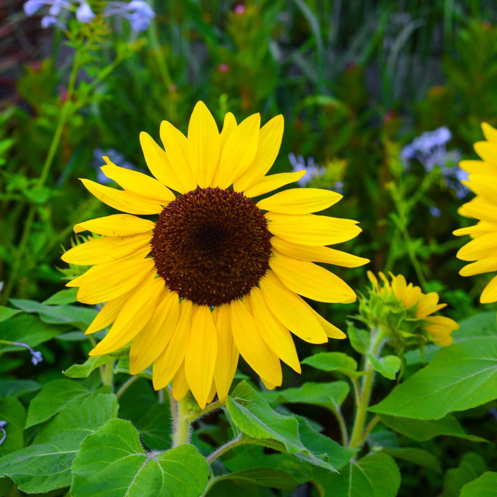 Sunflower blooming in a garden, part of the Sunflower Ultimate Collection.