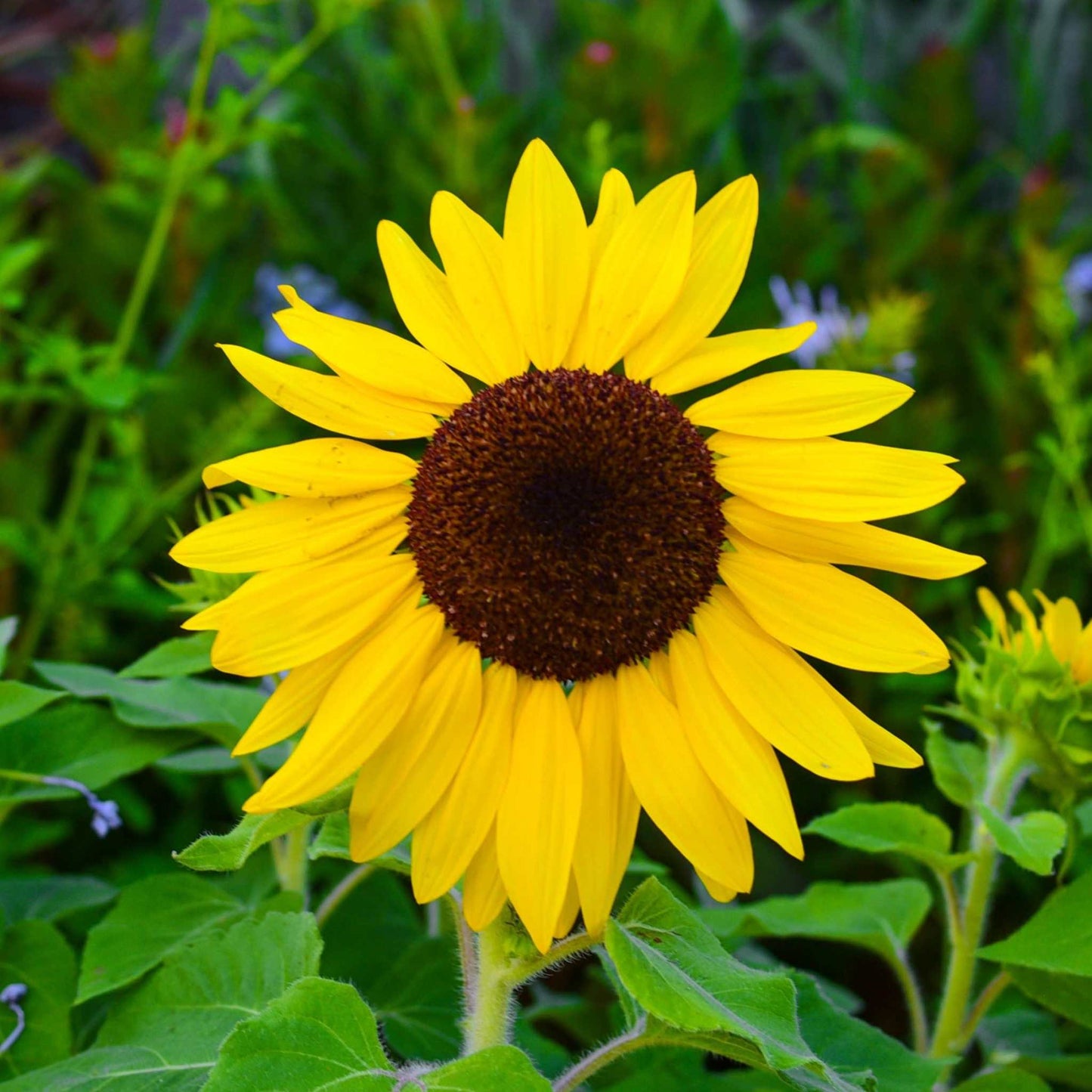 Suntastic Sunflower with vibrant golden blooms in a garden setting.