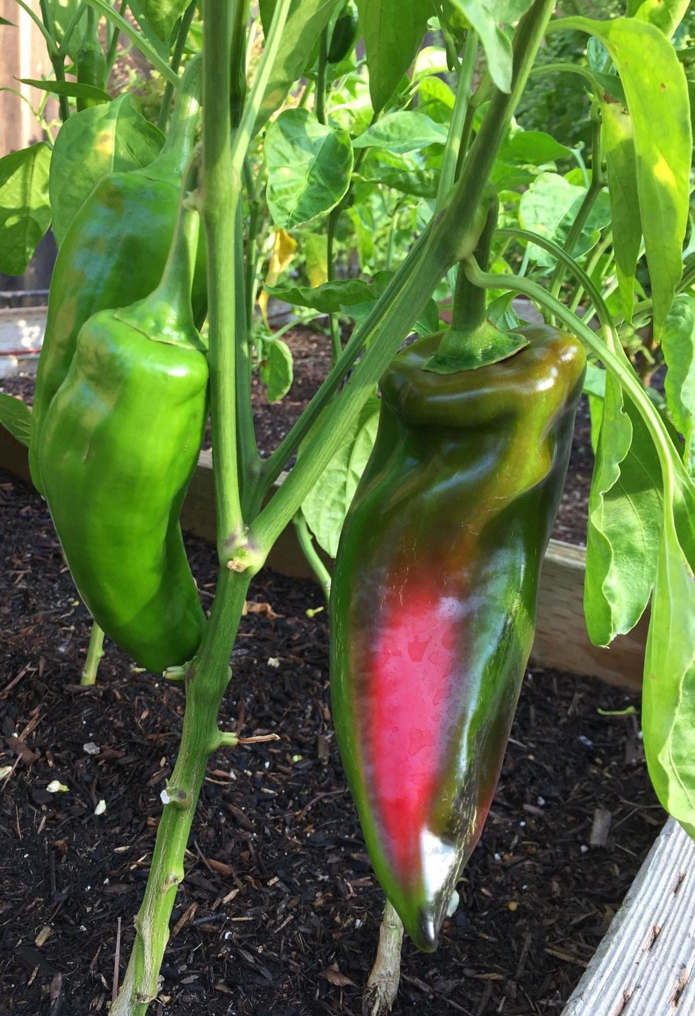 Red Bulls Horn Sweet Italian heirloom grilling peppers on plant.