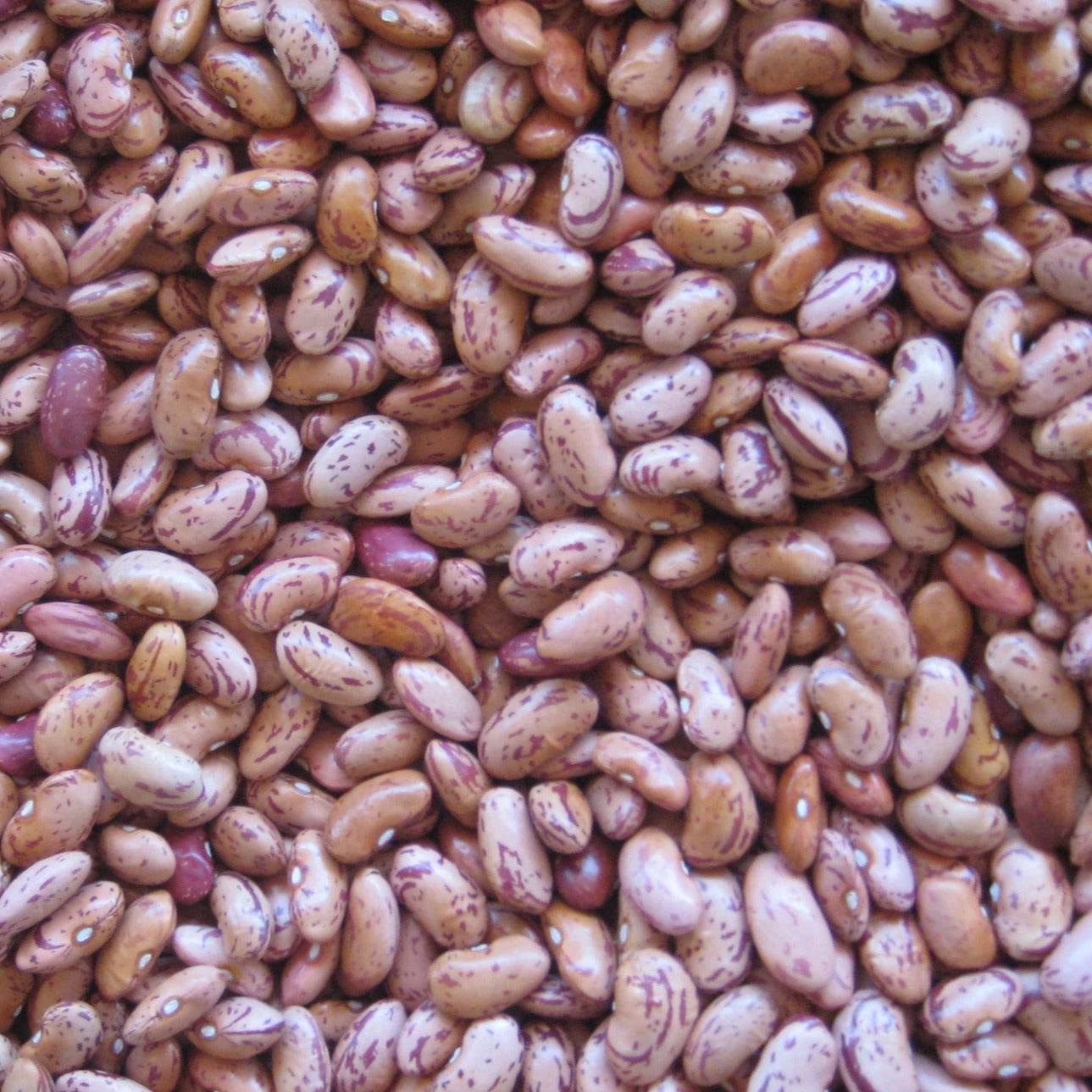 Cranberry Bean Seeds, French Delight variety, speckled with pale green color.