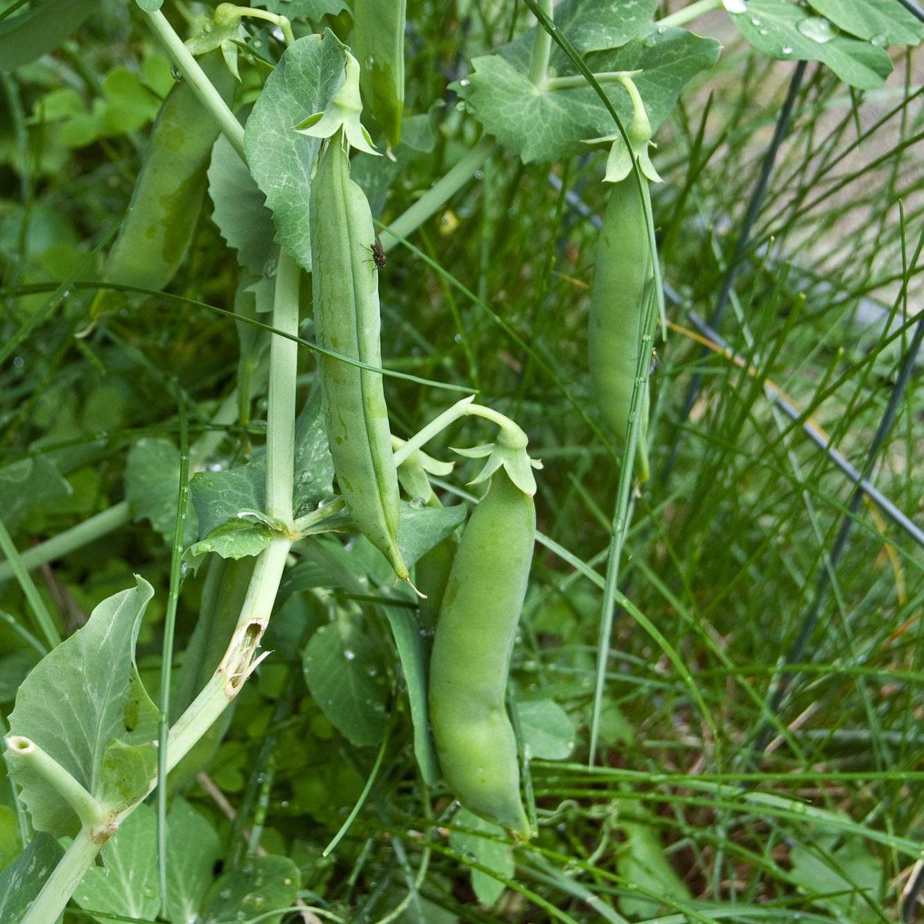 Homesteader Pea plant with green pods, ideal for home gardens.