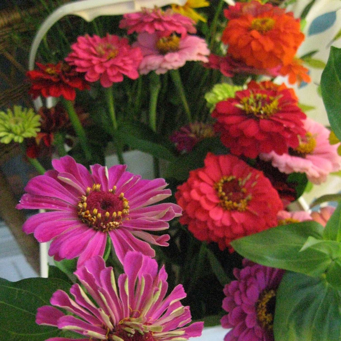 Colorful Giants of California Mixture Zinnia flowers in full bloom.