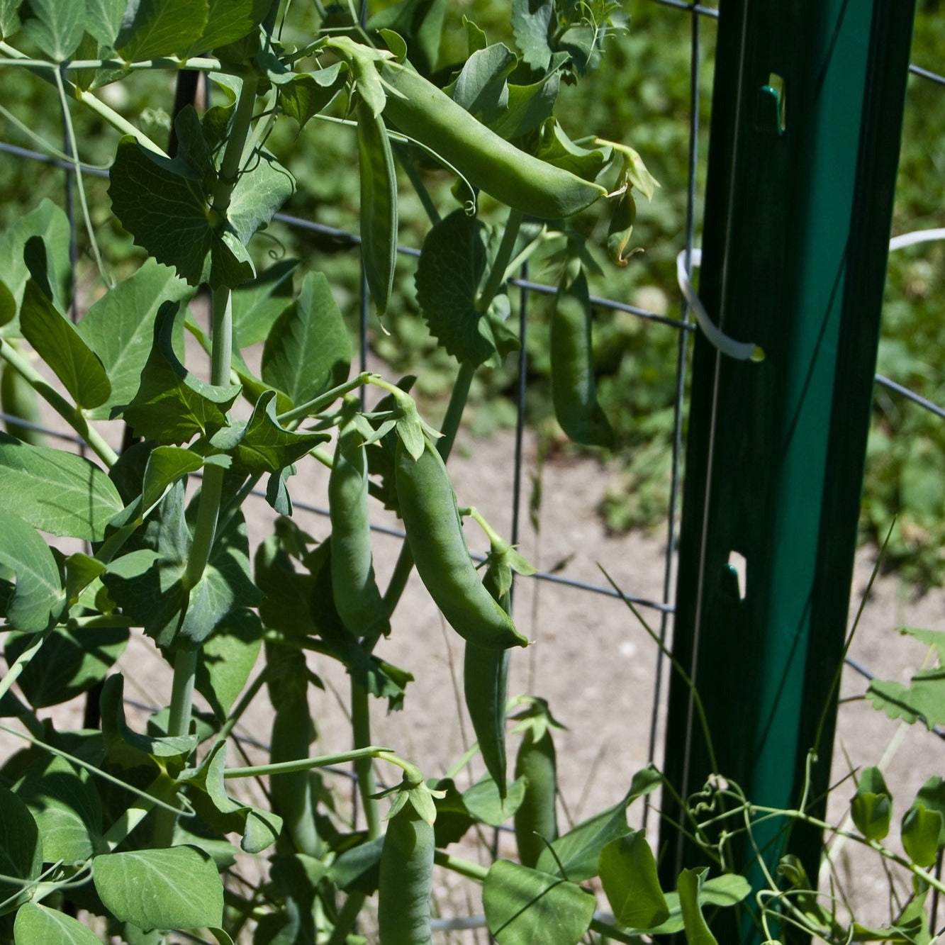 Homesteader Pea / Lincoln Peas Heirloom growing on a vine with lush green pods.