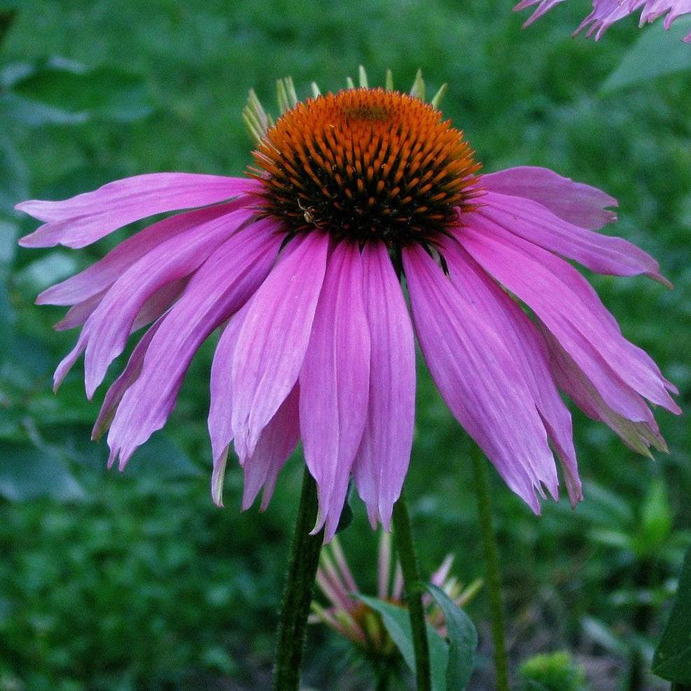 Purple Coneflower (Echinacea purpurea) with vibrant purple petals and spiky orange-brown cone in garden setting.