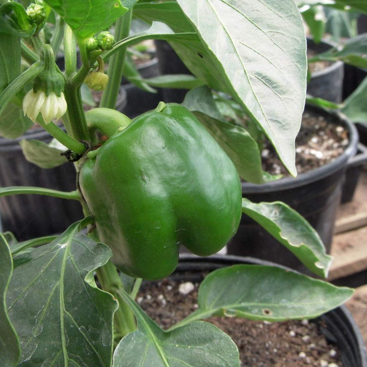 Bell Pepper California Wonder plant in pot with green leaves and fruit.