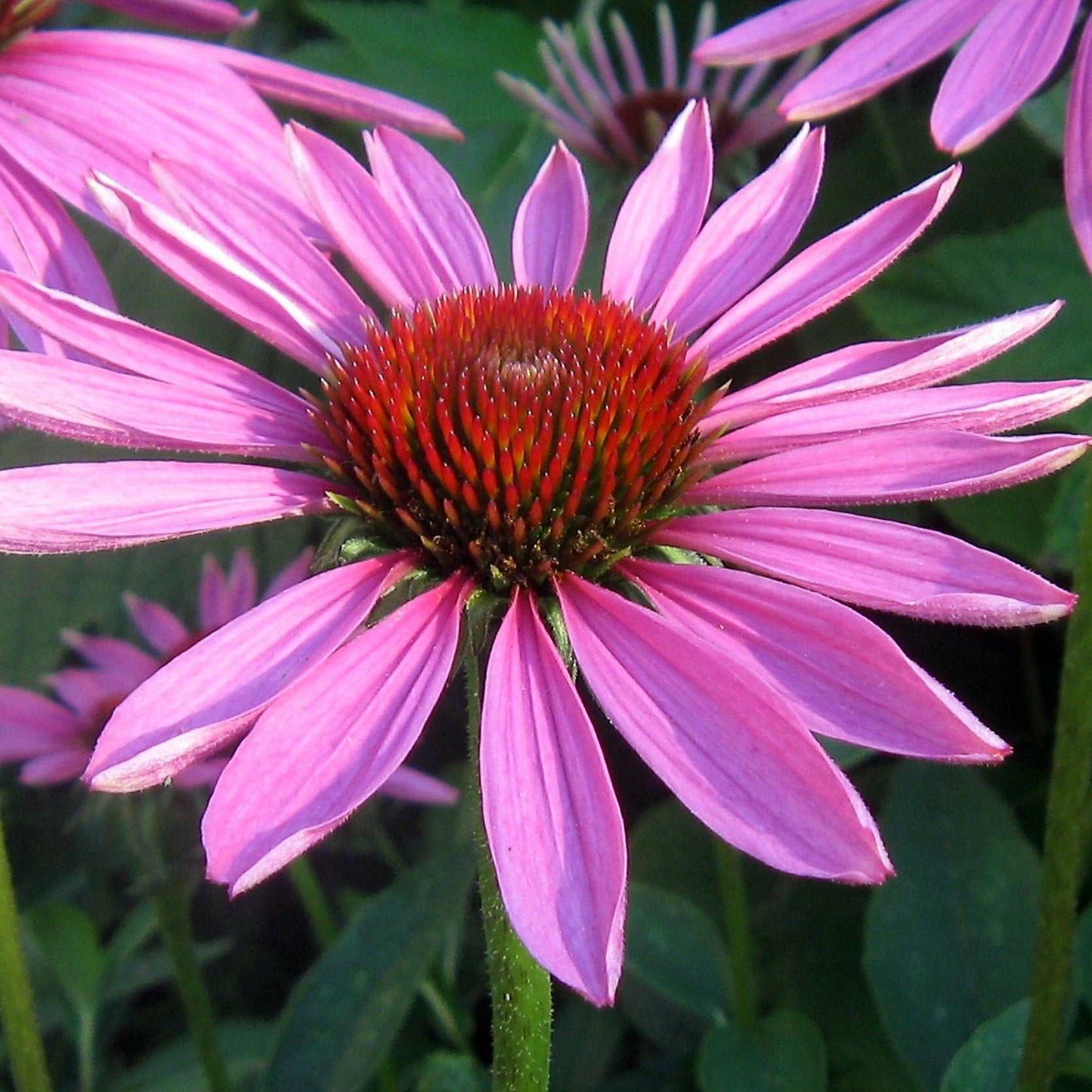 Purple Coneflower with vibrant purple petals and orange-brown spiky center in full bloom.