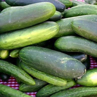 Cucumber Regal Pickling seeds with disease resistance and excellent pickling qualities.