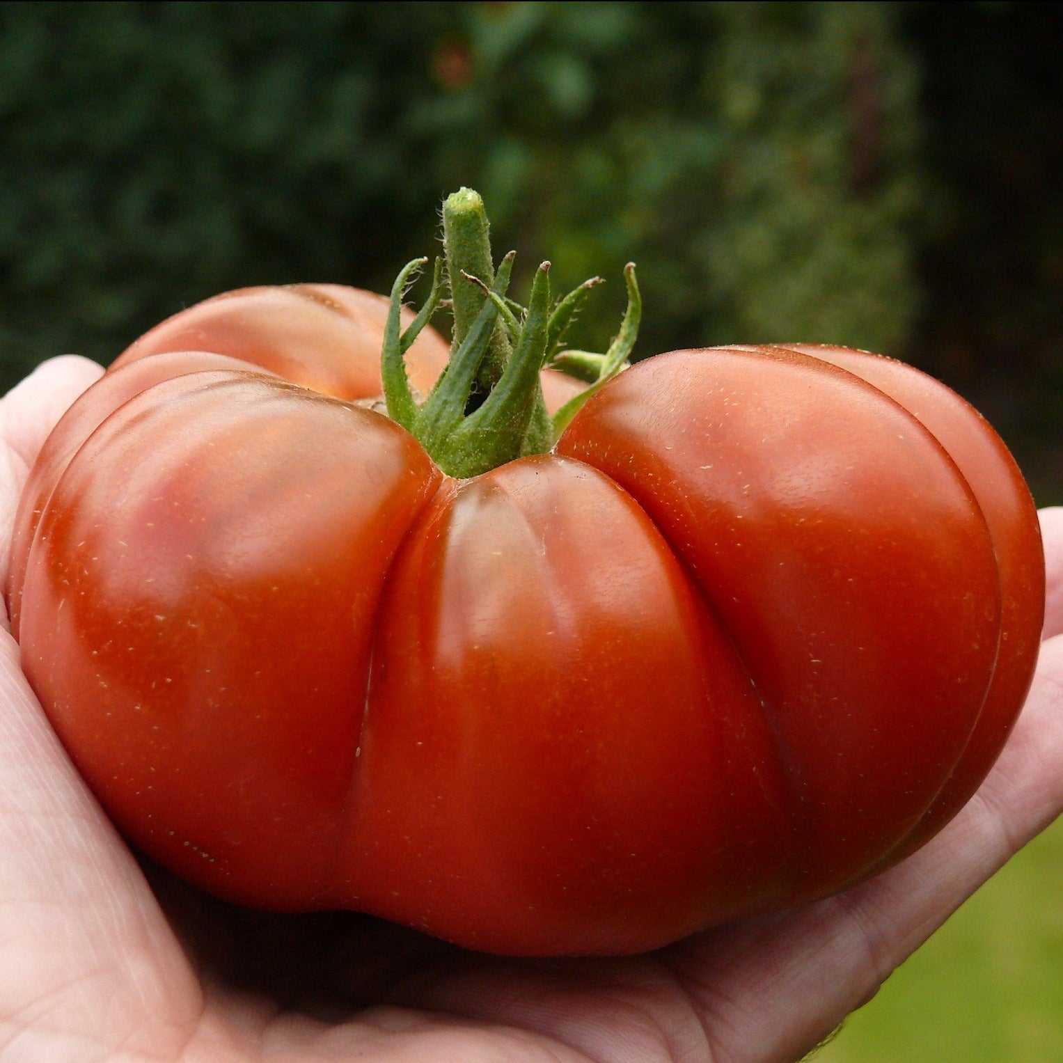 Heirloom Tomato Cherokee Purple with deep purple-brown color held in hand.