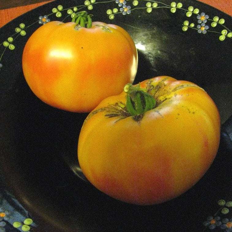 Heirloom Tomato Old German with golden-yellow and red marbling on a decorative plate.