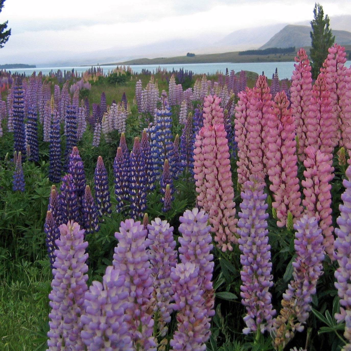 Vibrant Russell's Hybrids Mix Lupins in full bloom by a lakeside garden.