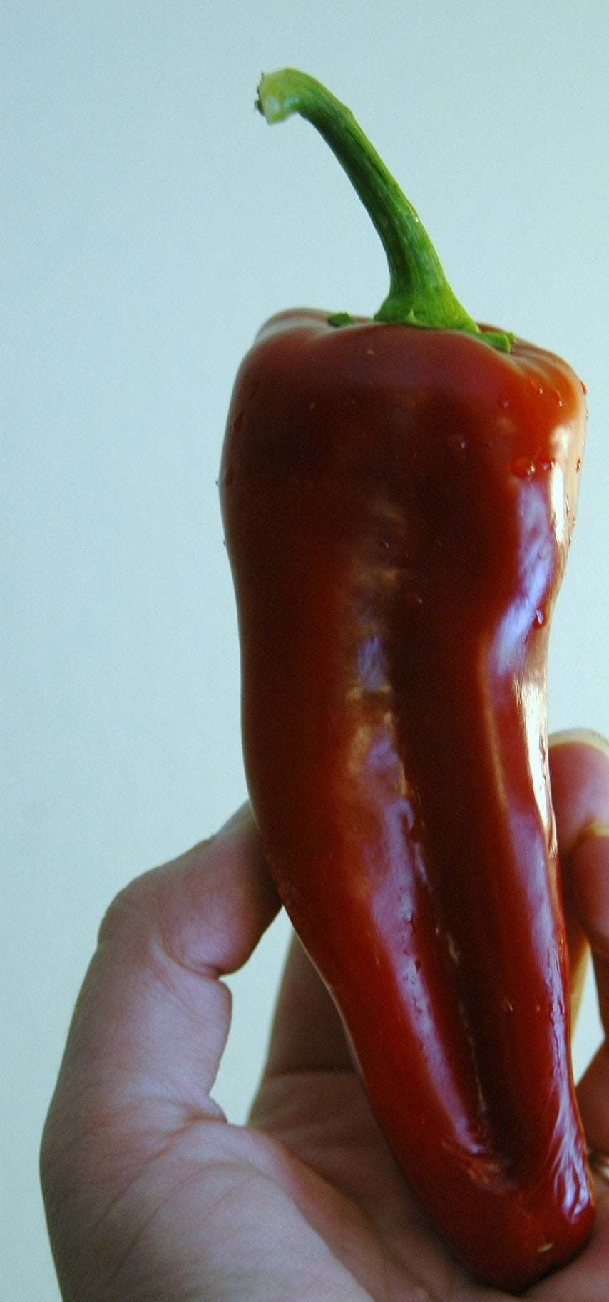 Red Bulls Horn Sweet Italian Heirloom Grilling Pepper with vibrant red color and elongated shape.