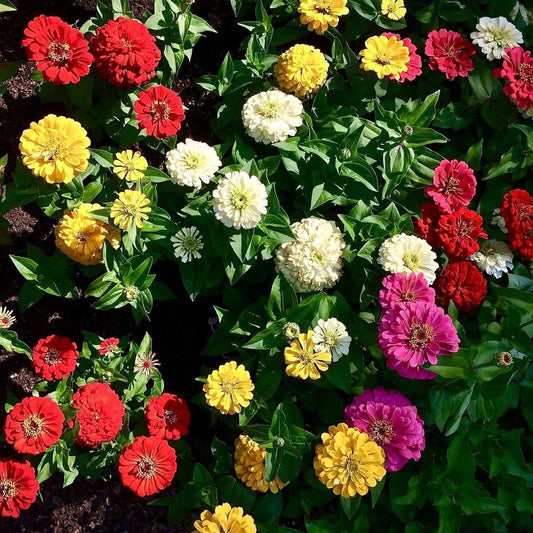 California Mixture Zinnia flowers in vibrant shades of red, yellow, pink, and orange.