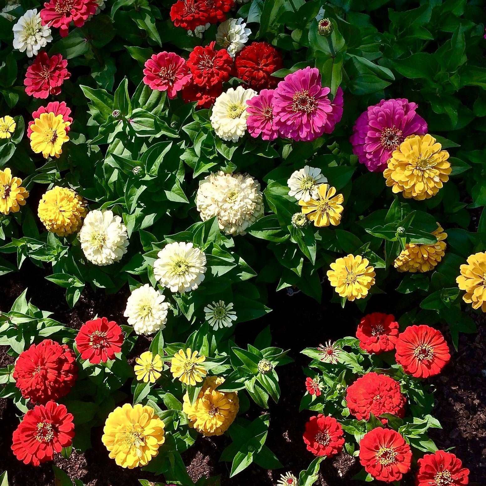 Vibrant flowers from the Cut Flower Garden Bundle in full bloom.