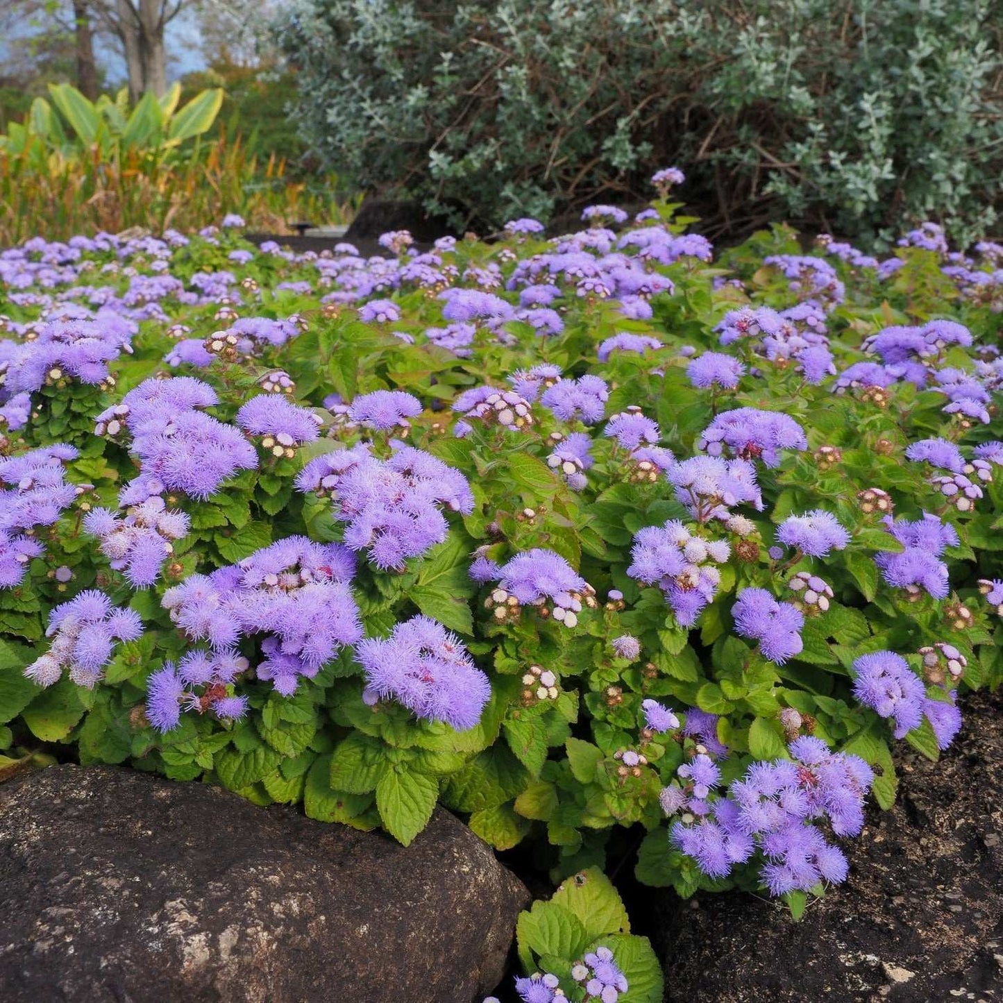Blue Mink Ageratum with fluffy, powder-blue blooms in a garden setting.
