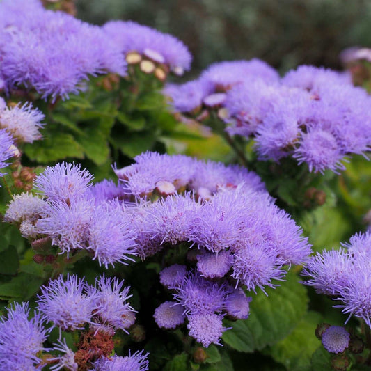 Blue Mink Ageratum with fluffy powder-blue blooms and green foliage.