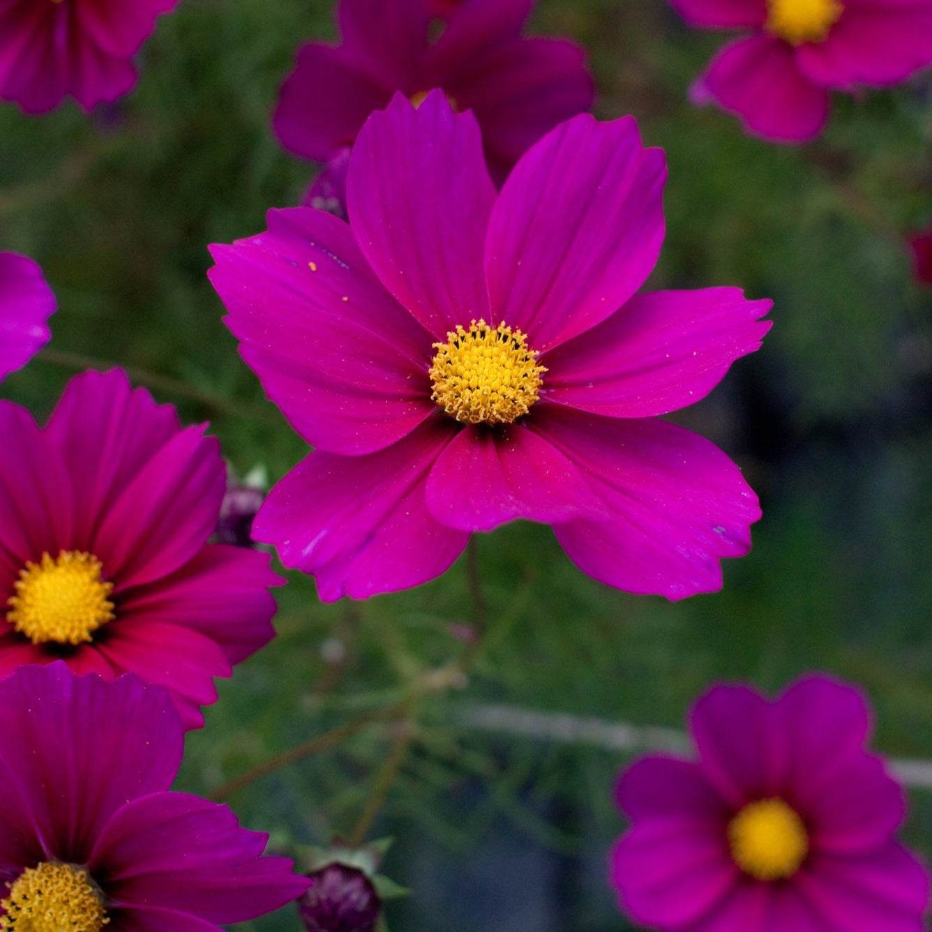 Vibrant purple cosmos flowers from Cut Flower Garden Bundle.