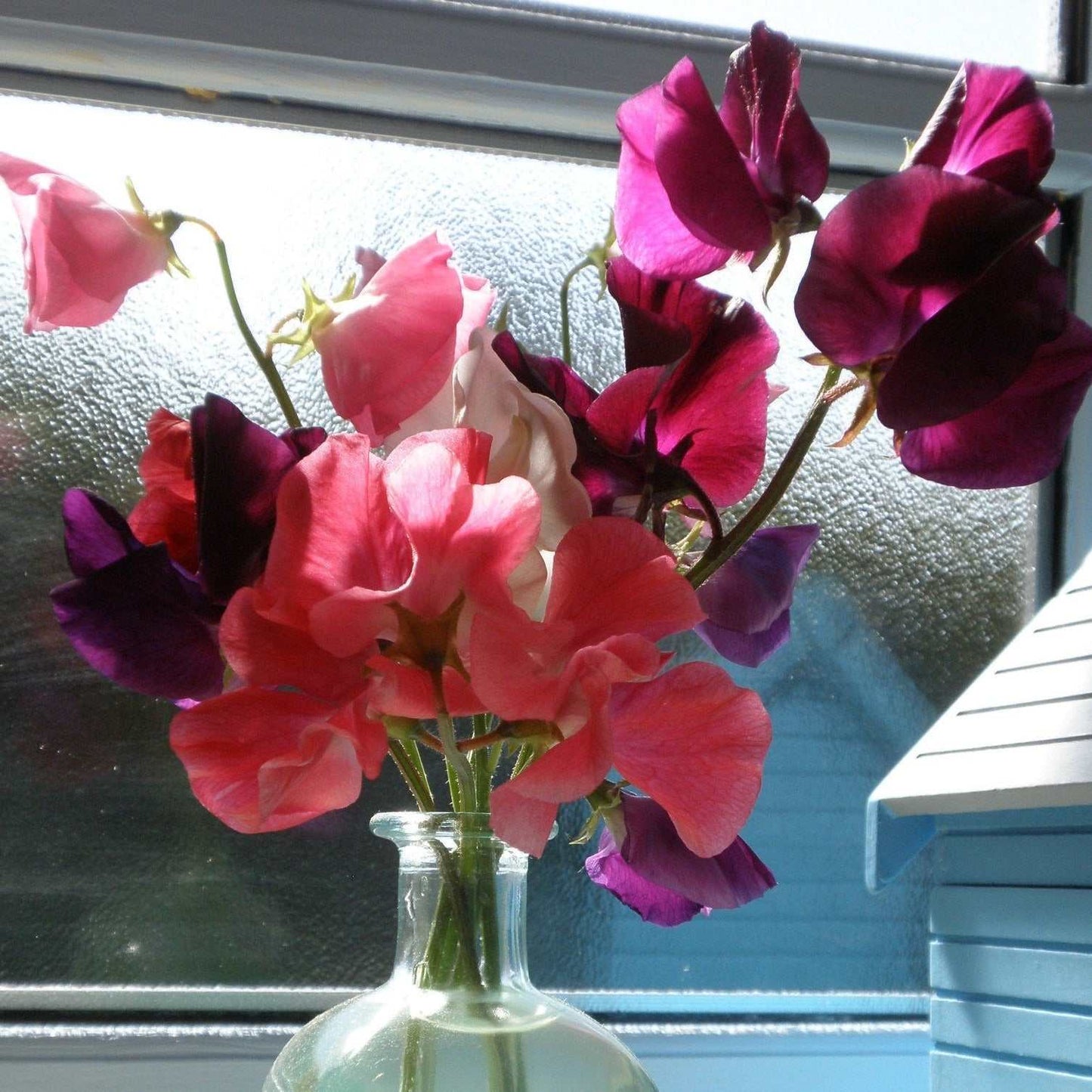 Vibrant Royal Blend Sweet Pea flowers in a vase, showcasing climbing type blooms of pink, purple, and lavender.