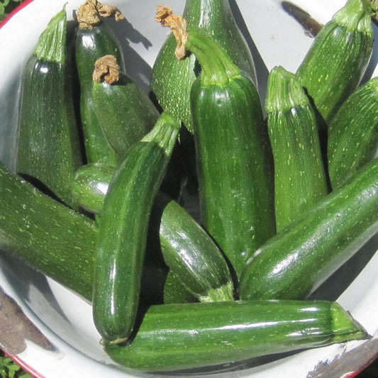 Dark green Zucchini Black Beauty squash harvested, perfect for summer dishes.