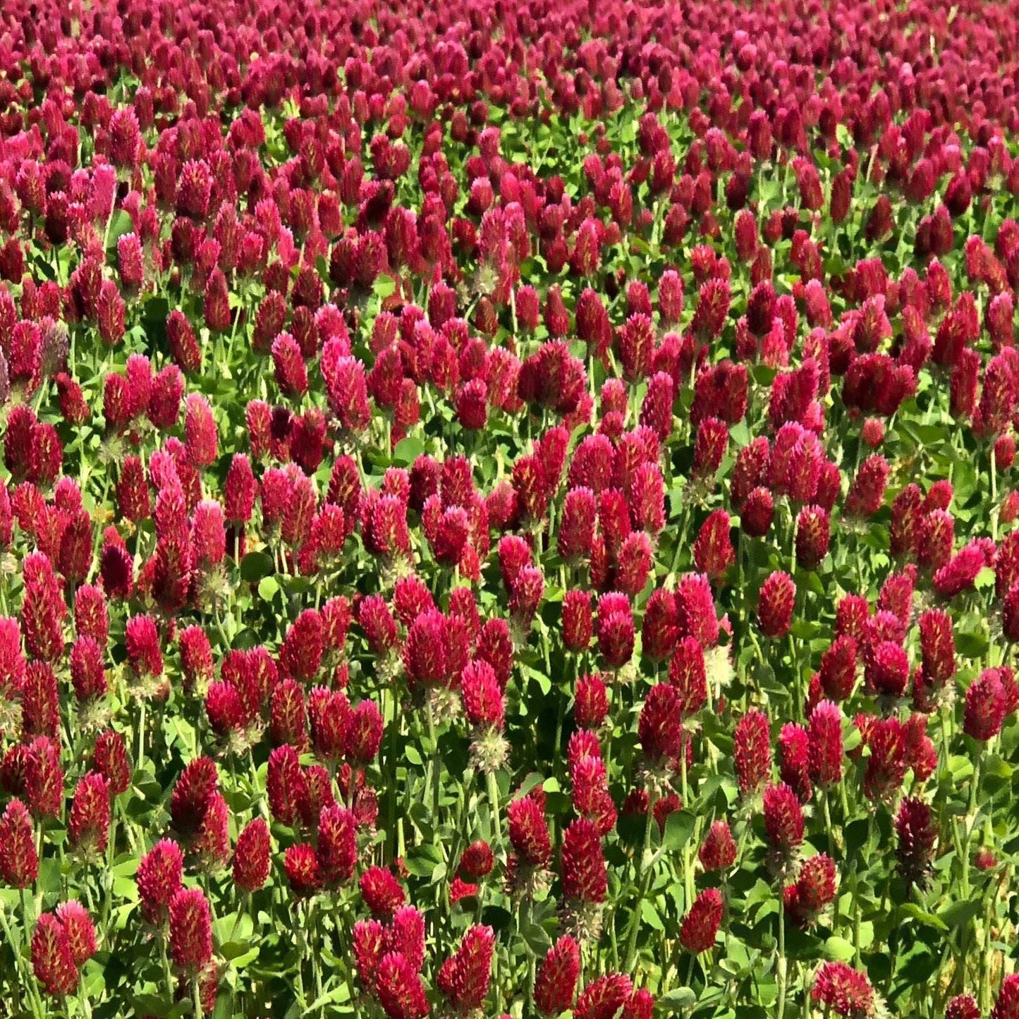 Crimson Clover field with vibrant red blossoms and lush green foliage.