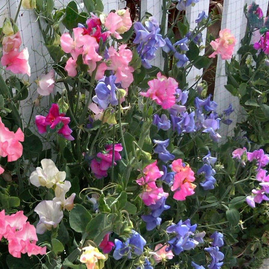 Bush-type sweet peas with mixed pink, purple, and white flowers in a garden setting.