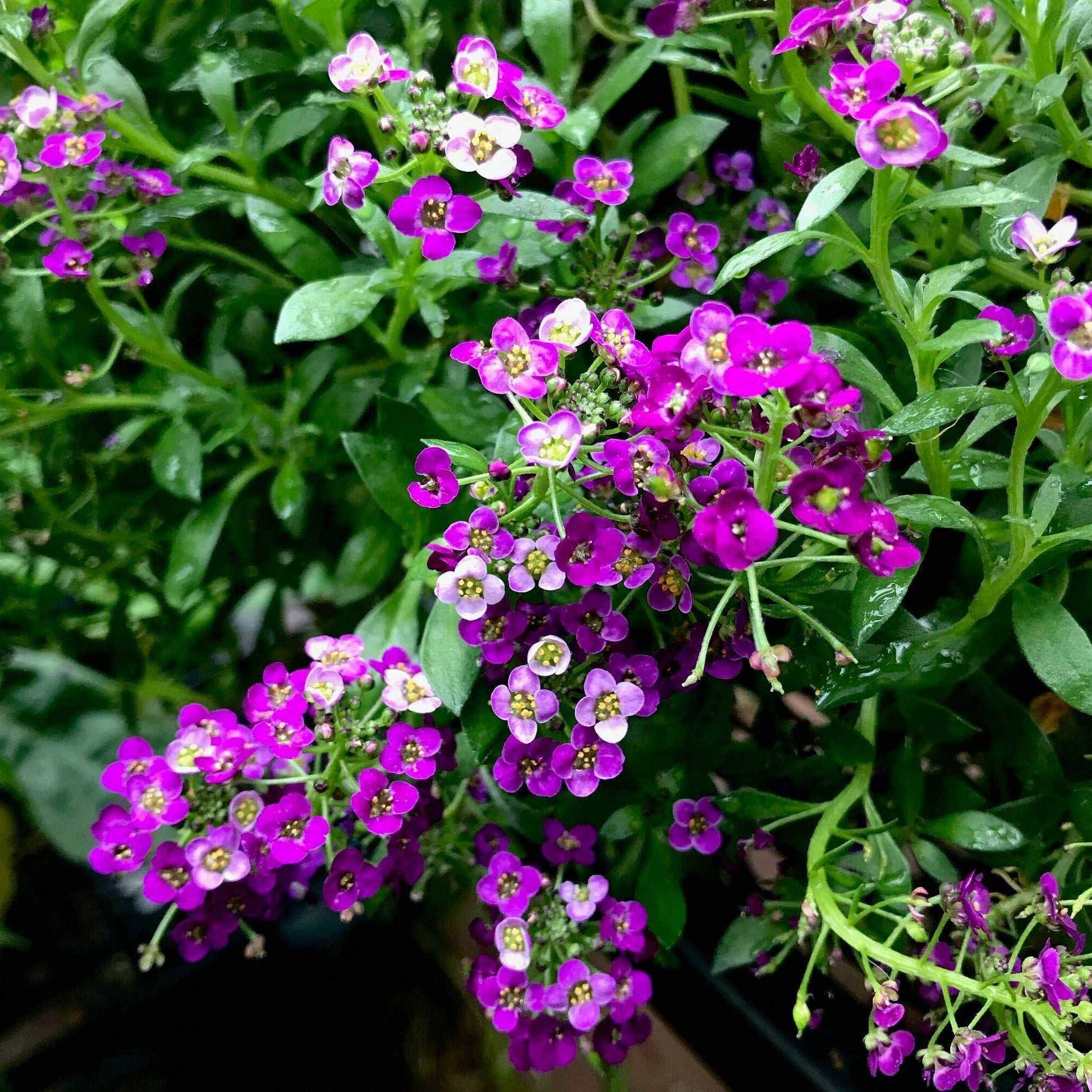 Alyssum Royal Carpet with vibrant purple blooms in a garden setting.