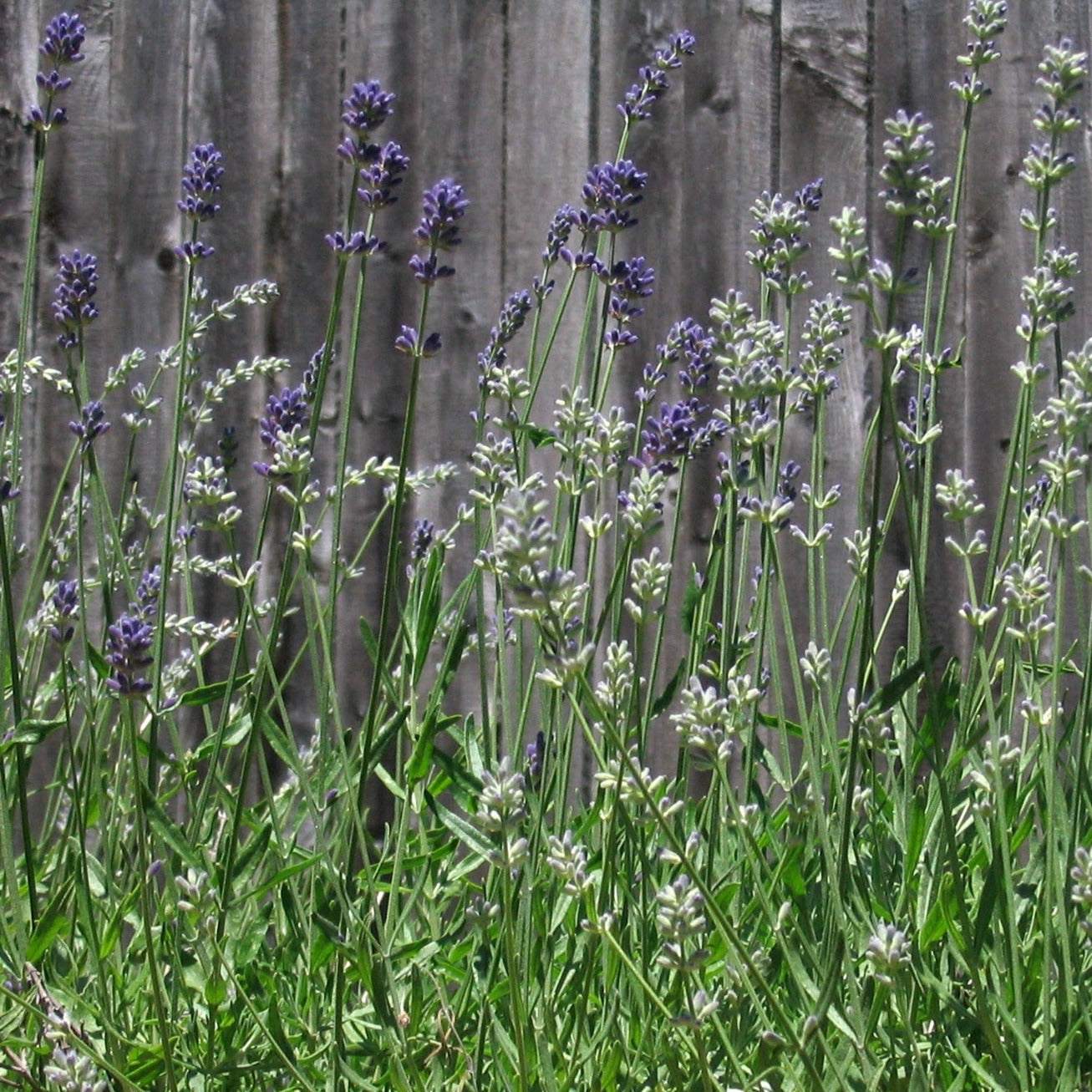 Munstead Lavender plants with vibrant purple blooms against a wooden fence background.